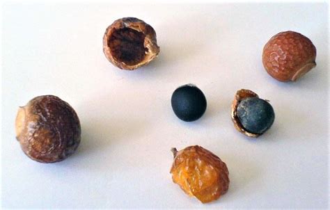 Sapindus Mukorossi 5 Seeds Big Soap Nut Tree Soapberry Etsy