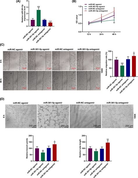 Role Of Mir 361 5p On The Proliferation Migration And Tube Formation