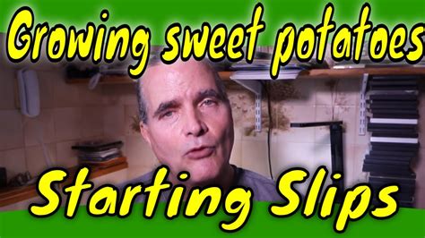 Starting Sweet Potato Slips Youtube