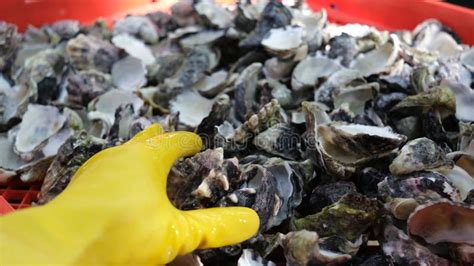 Oyster Shell Cleaning for 50th Opera House Birtday Artwork. Stock Photo ...