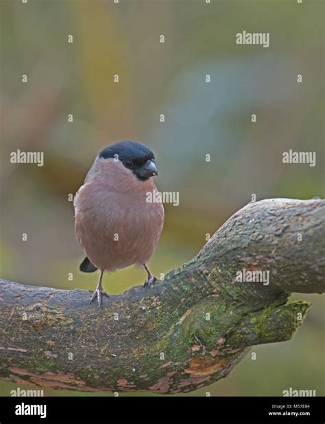 Female Bullfinch Pyrrhula Pyrrhula Stock Photo Alamy