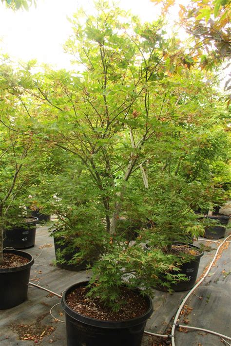 Buy Acer Palmatum Hoofman Specimen Conifer Kingdom