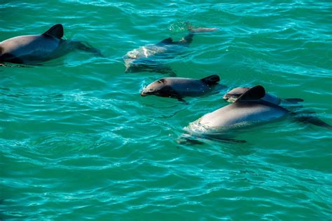 New Zealand broadcaster scolded over dolphin mating scene - Narrative News