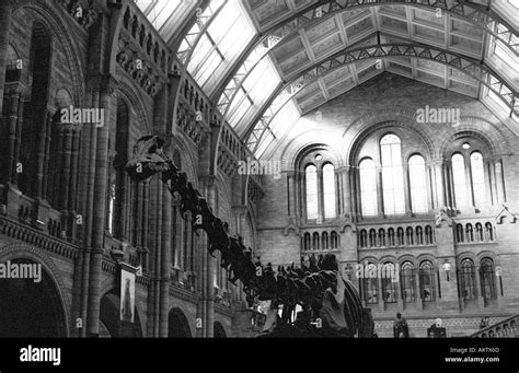 Dinosaur skeleton at The Natural History Museum London Stock Photo - Alamy