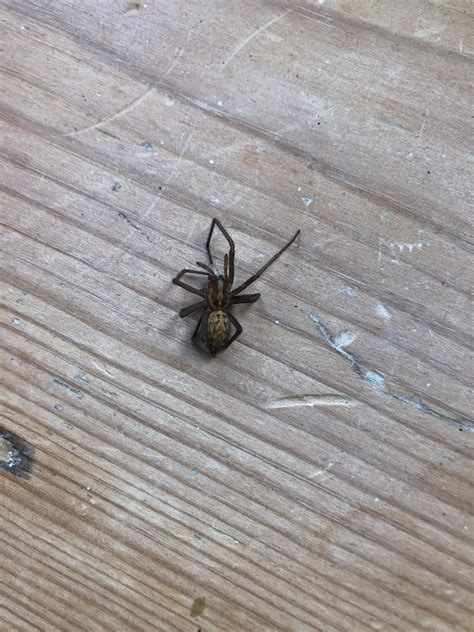 Found this dead spider In my house in England. Wondering what type it