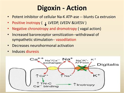 Ppt Cardiac Inotropes Powerpoint Presentation Free Download Id5013599