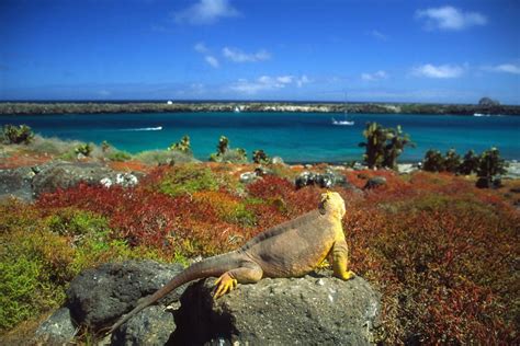 Where to see Endangered Animals on Mainland Ecuador