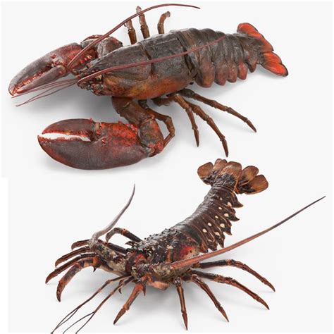 Lobster langouste rigged 3D model - TurboSquid 1513941