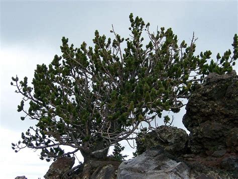 15 Bristlecone Pine Tree Seeds