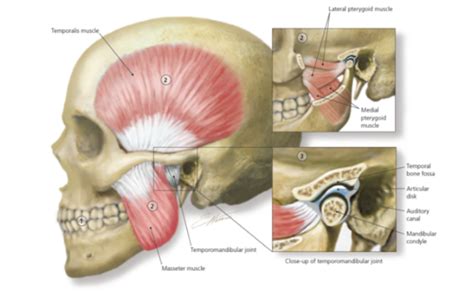 Jaw pain or Temporomandibular Dysfunction (TMD) - Active Health