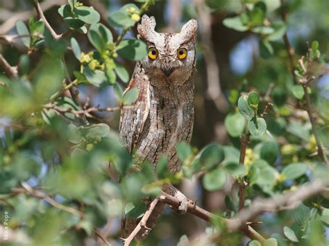 Eurasian Scops Owl | KuwaitBirds.org