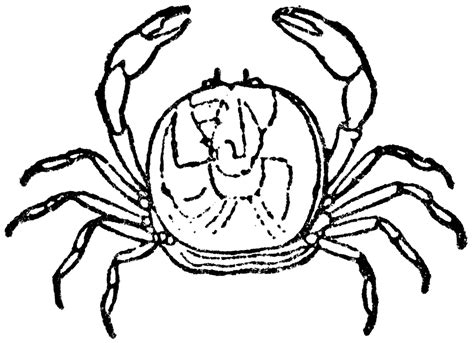 Pea Crab | ClipArt ETC