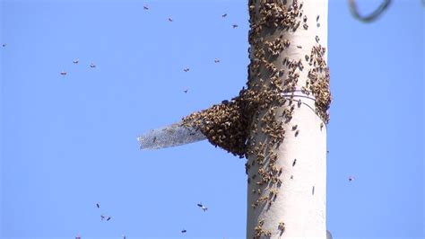 Fue Rescatado Y Reubicado Un Enjambre De Abejas En La Comuna 13