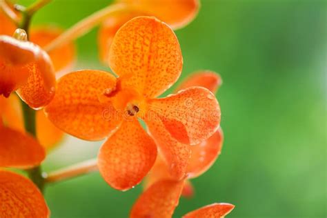 Orange orchid flower stock image. Image of beautiful - 93254033