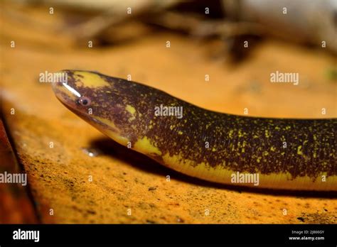 Caecilian Banque De Photographies Et Dimages à Haute Résolution Alamy