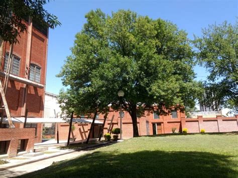 Árbol Fresno: Monumento Natural de Hojas Vibrantes » Conciencia Ecológica