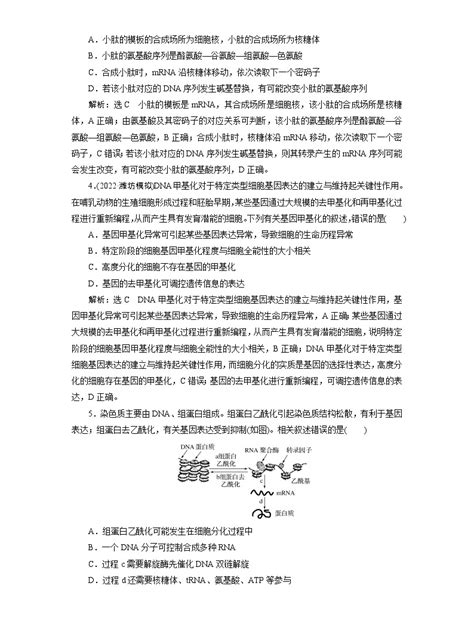 2024届人教版高考生物一轮复习基因的表达作业（单项版）含答案 教习网试卷下载