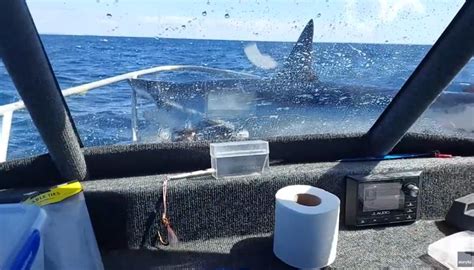 Shark Lands On Fishing Boat Storyful Viral Arfyz Tranche Du Net