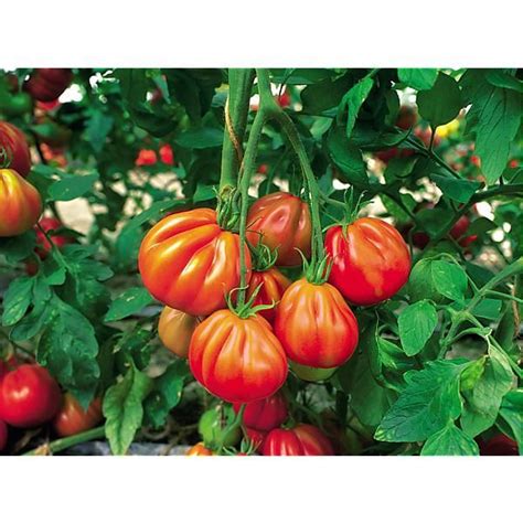 Tomate Super Marmande Graines Baumaux