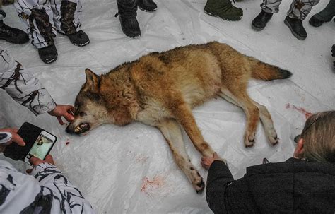 Wolf In The Alps Conflicting Positions