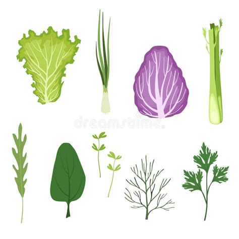 Salad Leafy Vegetables Set Batavia Romaine And Iceberg Lettuce Cabbage And Spinach Stock