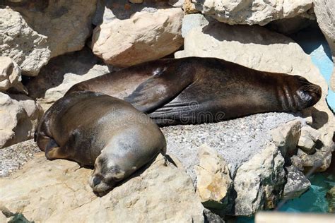 Sea Lions Sleeping on Rocks Stock Image - Image of park, rock: 102899207