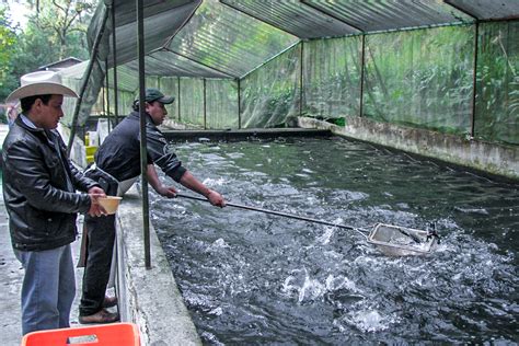 Produce acuacultura mexicana más de 400 mil toneladas de pescados y