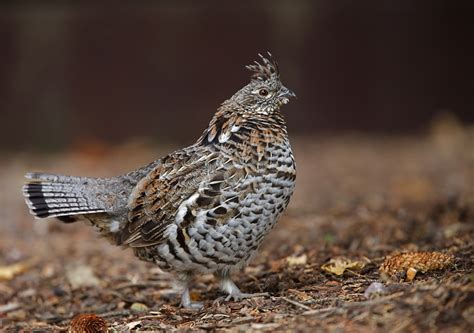 11 Tips for Hunting Ruffed Grouse • Outdoor Canada