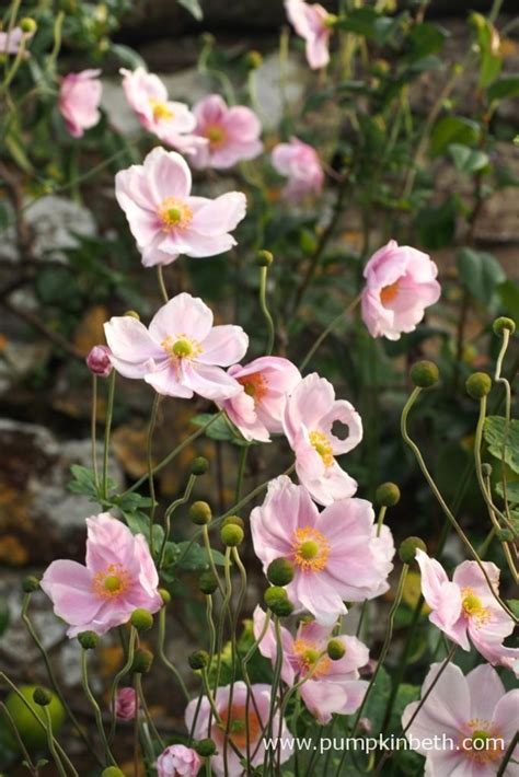 Anemone Hybrida Montrose Pumpkin Beth