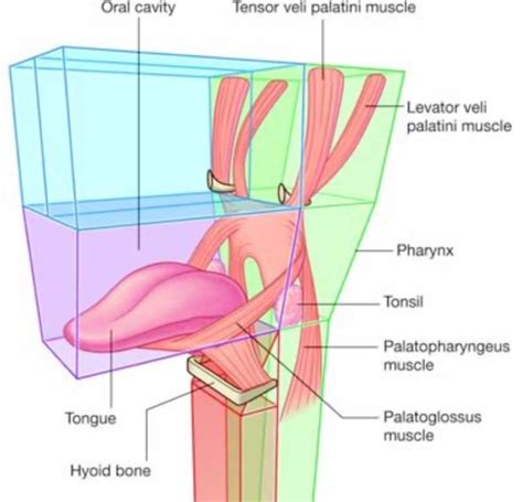 Muscles Of The Soft Palate Swallowing Muscles Flashcards Quizlet