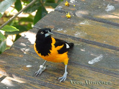 Passaro Amarelo E Preto Pequeno