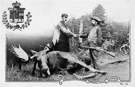 Hunting Moose Photograph By Granger Fine Art America