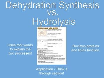 Dehydration Synthesis vs. Hydrolysis by Mrs Esser's Science Spot