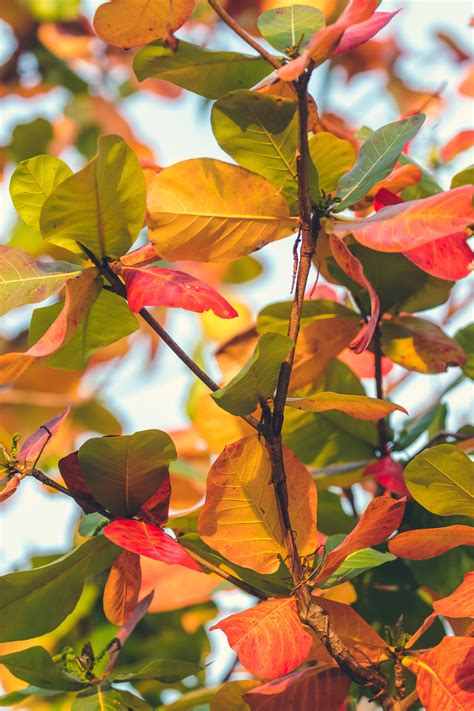 Photo of Palm and Banana Leaves · Free Stock Photo