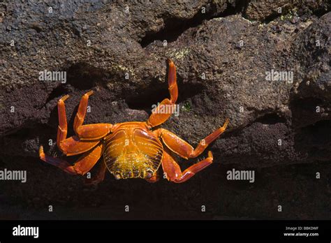 Sally Lightfoot Crabs Grapsus Grapsus Flamingo Lagoon Punta Cormoran