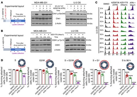 Contribution Of Cell Cycle Phases During Which Atr And Or Wee Was