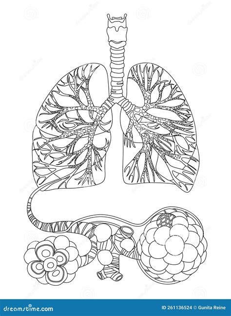 Bronchi Y Anatom A De Alveolos Pulmonares Ilustraci N Del Vector