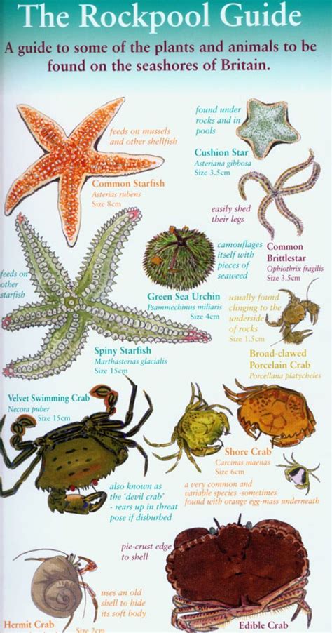 The Rockpool Guide | NHBS Field Guides & Natural History