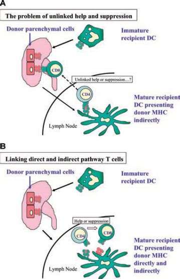 Intercellular Transfer Of Mhc And Immunological Molecules Molecular