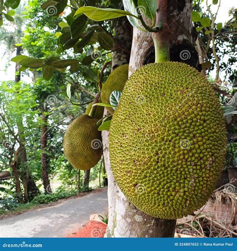 Jackfruit Scientific Name 7