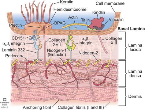 What Does Epithelial Basement Membrane Do Openbasement