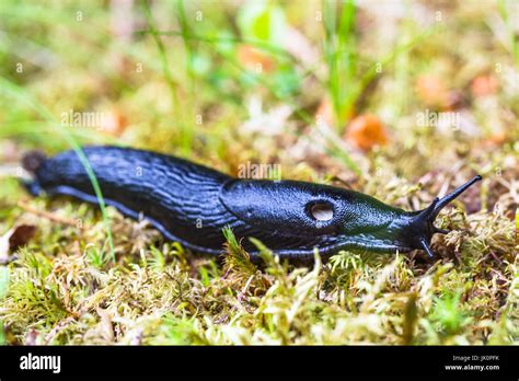 Slug And Snail Damage Hi Res Stock Photography And Images Alamy