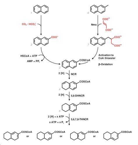 Anaerobic Degradation Of Naphthalene And 2 Methylnaphthalene In The Download Scientific Diagram