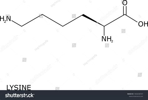 Lysine Molecular Structure Isolated On White Stock Vector Royalty Free 1850698747 Shutterstock