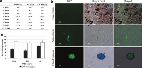 Immunophenotype Multilineage Diferentiative Potential And Clonogenic