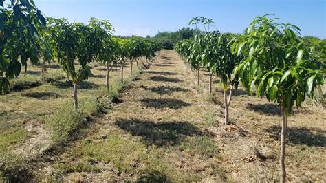 The Mango Loa Project Ultra High Density Plantation Uhdp Mango Orchard Youtube