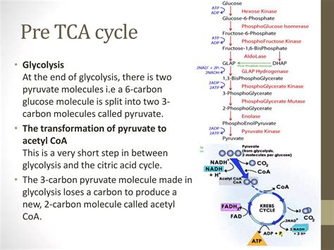 Tca Cycle Tricarboxylic Acid Cycle Ppt