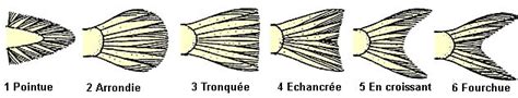 Nageoires Caudales Nageoire Poissonnerie Anatomie