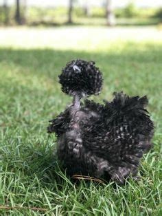 17 Naked Neck Silkie Ideas Silkies Chickens Silkie Chickens