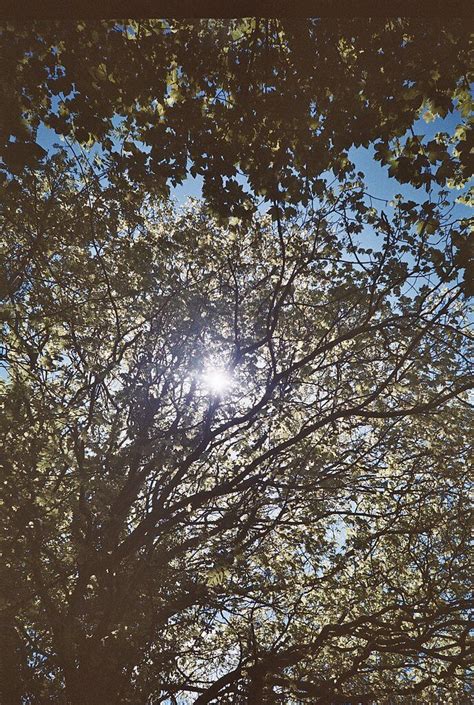 Komorebi II — For the easily distracted...